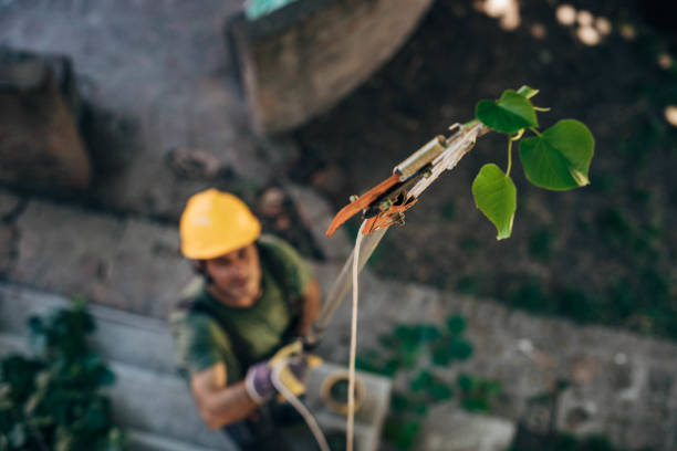 Best Utility Line Clearance  in Beach City, TX