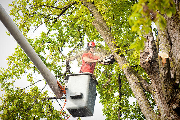 Reliable Beach City, TX  Tree Services Solutions