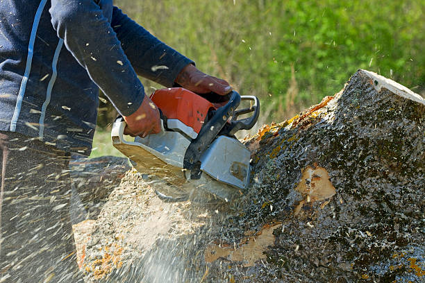 Best Arborist Consultation Services  in Beach City, TX